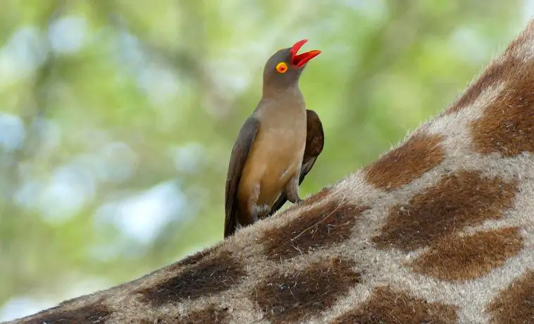 Red-Billed Oxpecker