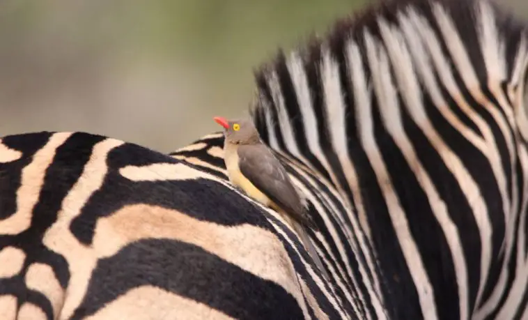 Red-Billed Oxpecker