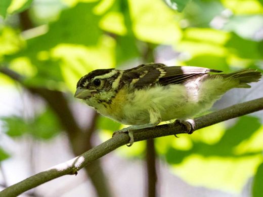 Read Breasted Grosbeak Hatching at Columbus Zoo and Aquarium