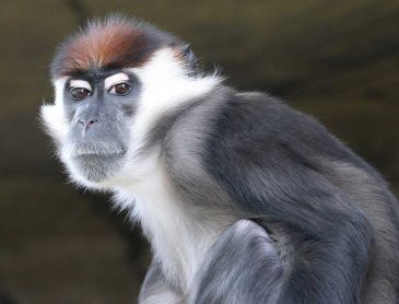 Collared Mangabey