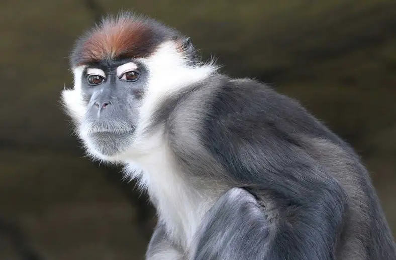 Collared Mangabey - The Animal Facts Appearance,