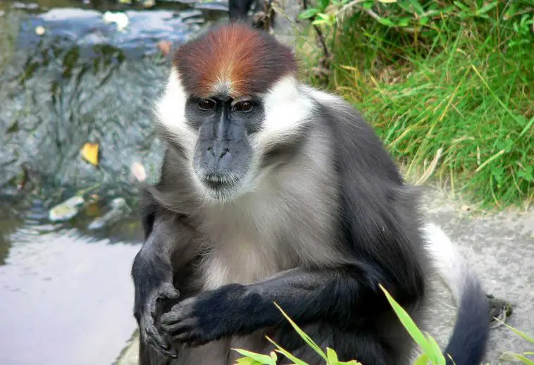 Collared Mangabey
