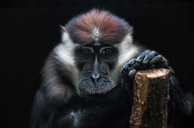 Collared Mangabey