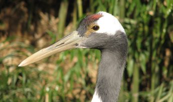 red crowned crane