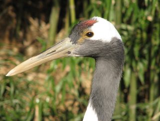 red crowned crane