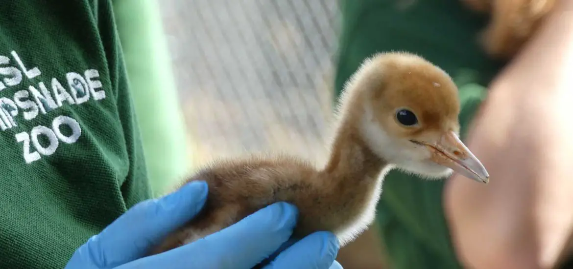 Red-Crowned Crane Chick ZSL Whipsnade Zoo