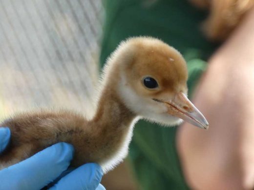 Red-Crowned Crane Chick ZSL Whipsnade Zoo