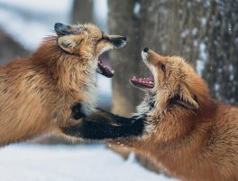 Red Fox