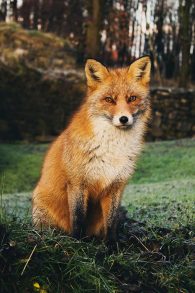 Red Fox