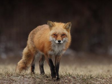 Red Fox