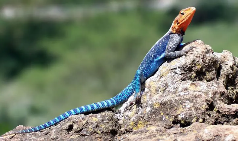 Common agama