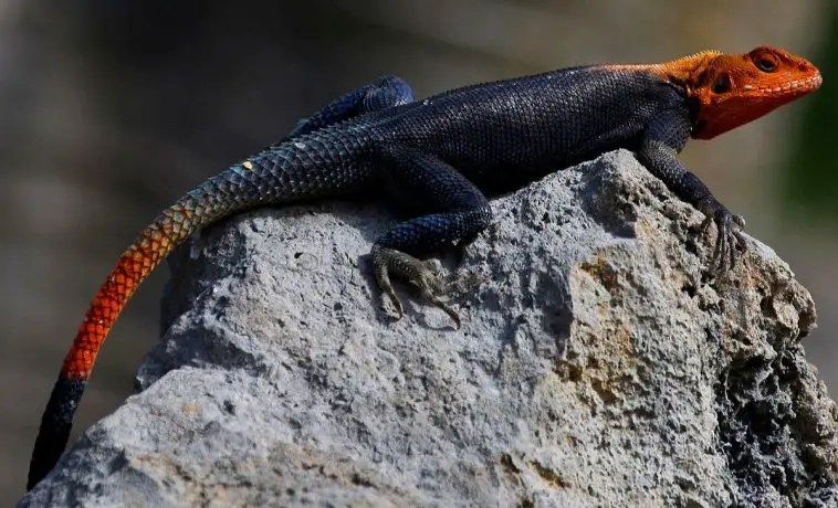 Common agama