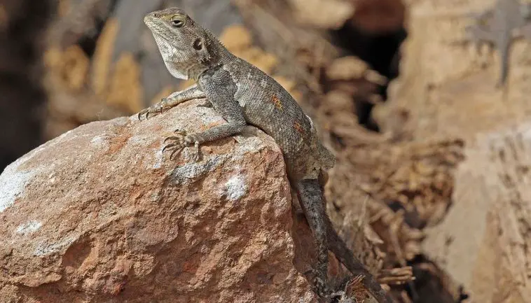 Common agama