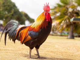 Red Junglefowl