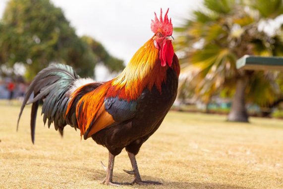 Red Junglefowl