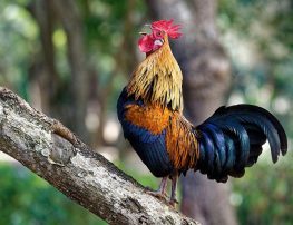 Red Junglefowl