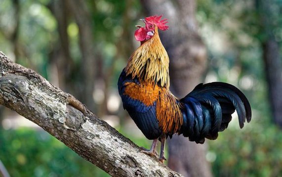 Red Junglefowl