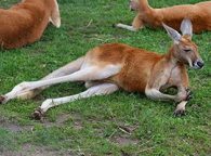 Red Kangaroo