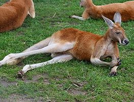 Red Kangaroo