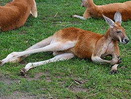 Red Kangaroo