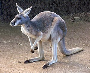 Red Kangaroo