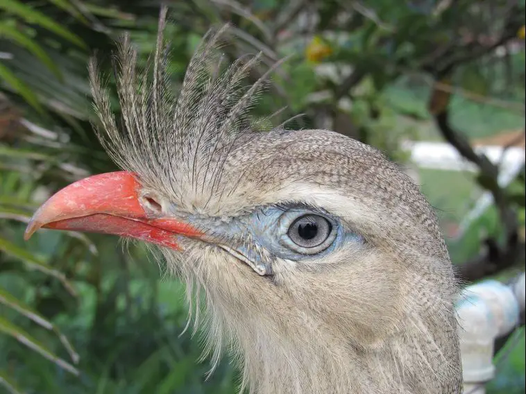 Red-Legged Seriema (Cariama cristata)