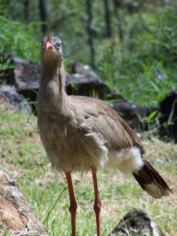 Red-Legged Seriema (Cariama cristata)
