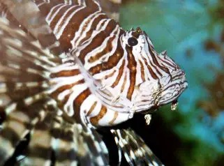 Red Lionfish (Pterois volitans)