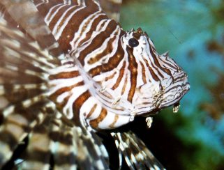 Red Lionfish (Pterois volitans)
