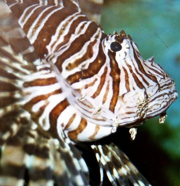 Red Lionfish (Pterois volitans)