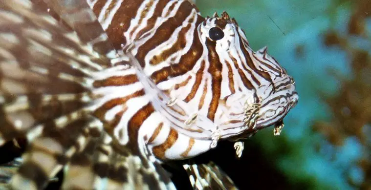 Red Lionfish (Pterois volitans)