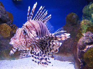 Red Lionfish (Pterois volitans)