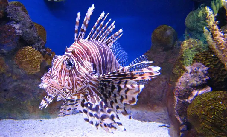 Red Lionfish (Pterois volitans)