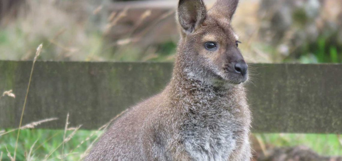 Red-Necked Wallaby (Macropus rufogriseus)
