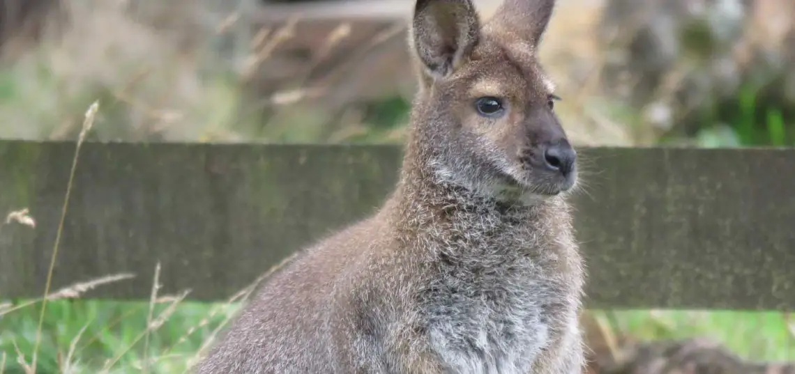 Red-Necked Wallaby (Macropus rufogriseus)