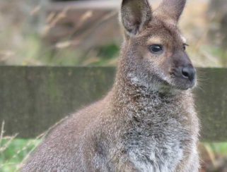 Red-Necked Wallaby (Macropus rufogriseus)