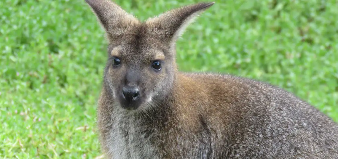 Red-Necked Wallaby (Macropus rufogriseus)