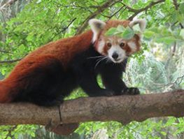 Red Panda