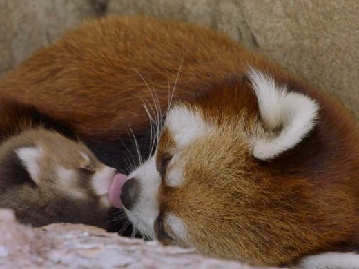 Red Panda Cub San Diego Zoo Wildlife Alliance