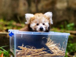 Red Panda Cub Taronga Zoo Sydney