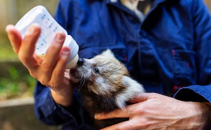 Red Panda Cub Taronga Zoo Sydney
