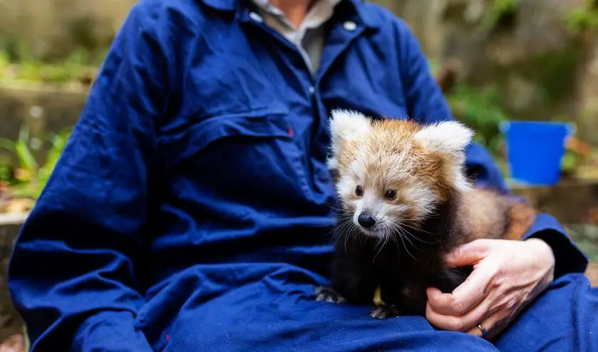Taronga Zoo Red Panda Cubs Named