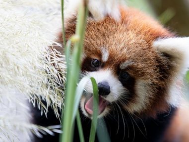 red panda cubs woodland park zoo