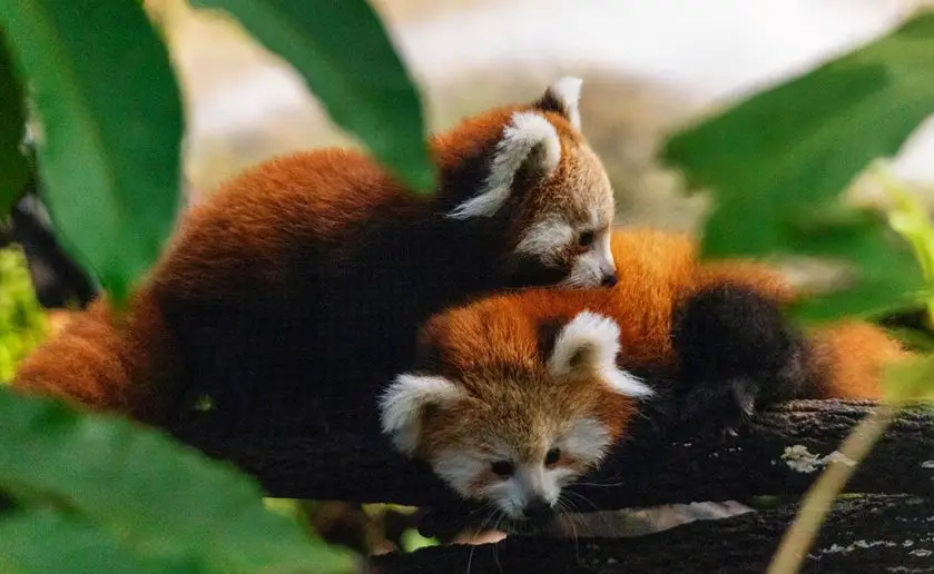 Taronga Zoo Red Panda Cubs Named