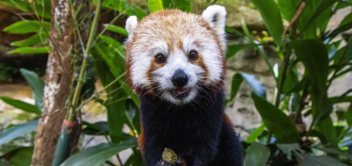 Red Panda Breakfast at Taronga Zoo Sydney