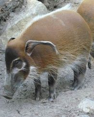Red river hog