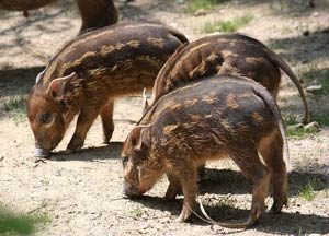 Red river hog