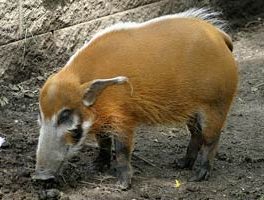 Red river hog