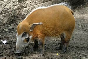 Red river hog