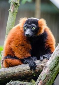 red ruffed lemur